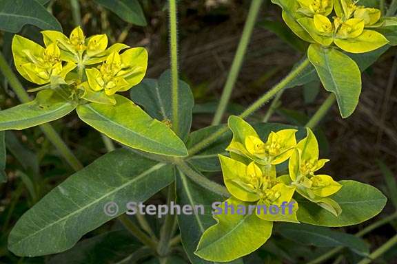 euphorbia oblongata 10 graphic